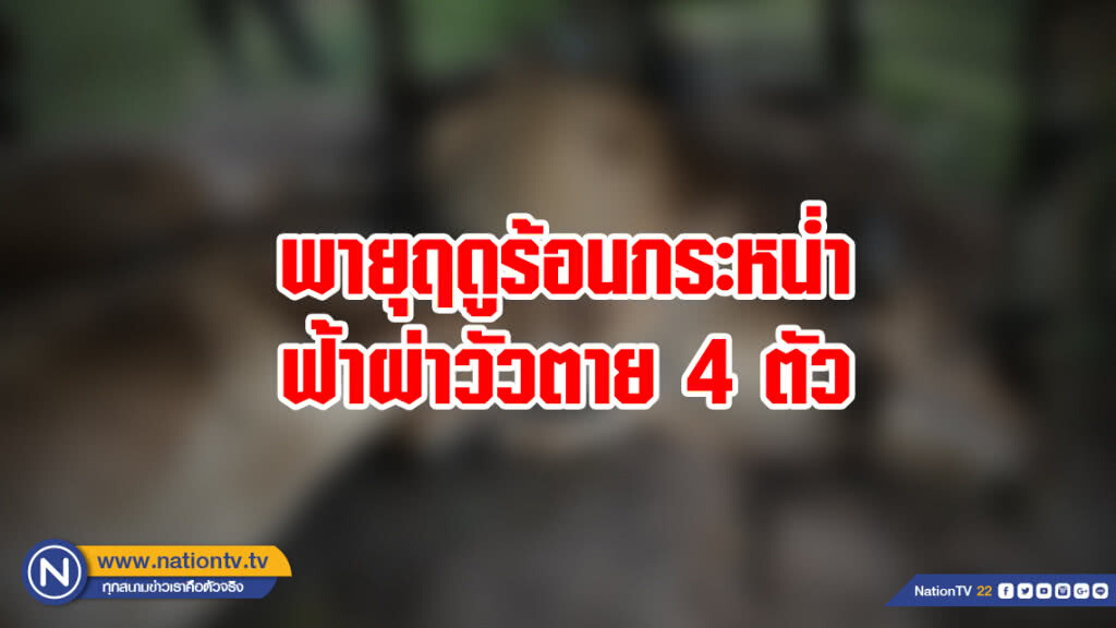 พายุฤดูร้อนกระหน่ำฟ้าผ่าวัวตาย 4 ตัว พายุฤดูร้อนกระหน่ำฟ้าผ่าวัวตาย 4 ตัว