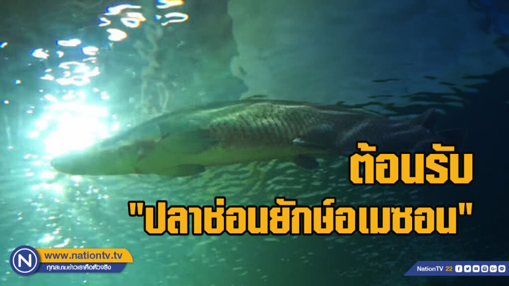 เชียงใหม่ ซู อควาเรียม ต้อนรับ "ปลาช่อนยักษ์อเมซอน"