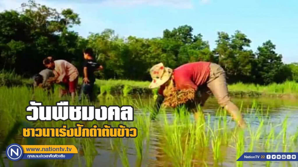 ชาวนาพัทลุงเร่งปักดำต้นข้าว วันพืชมงคล ชาวนาพัทลุงเร่งปักดำต้นข้าว วันพืชมงคล