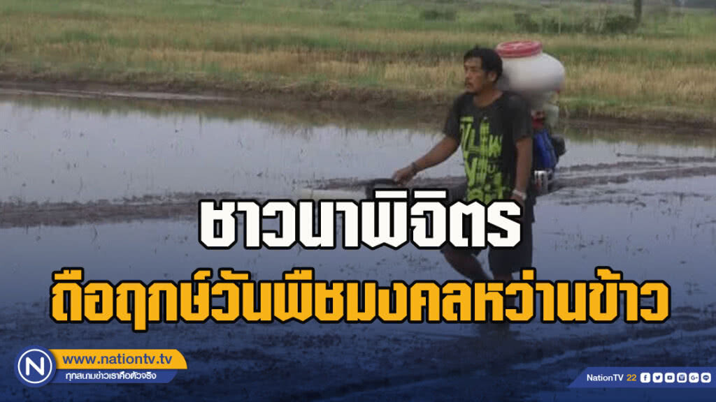 ชาวนาพิจิตร ถือฤกษ์วันพืชมงคลหว่านข้าว ชาวนาพิจิตร ถือฤกษ์วันพืชมงคลหว่านข้าว