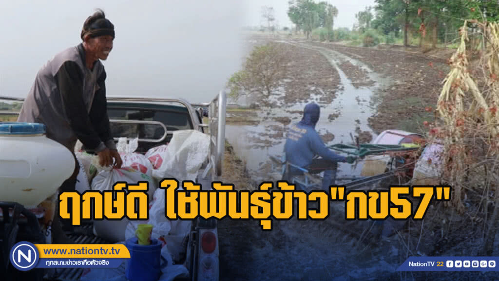 ฤกษ์ดีชาวนาวังทอง ใช้พันธุ์ข้าว"กข57"พันธุ์แรกนาขวัญ ทำนา