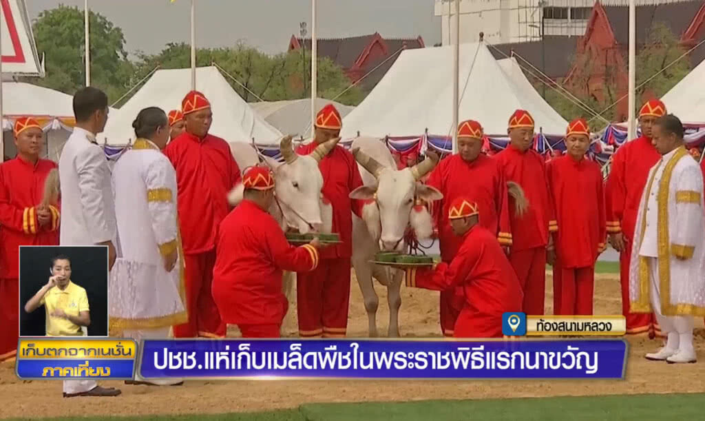 ประชาชนแห่ร่วมเก็บเมล็ดพืช ในพระราชพิธีแรกนาขวัญ