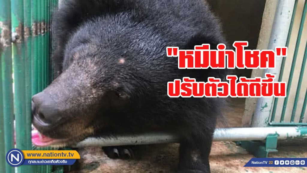 หมีควายแก่งหางแมว ปรับตัวได้ดีขึ้น หลังอยู่ในการดูแลของสถานีเพาะเลี้ยงสัตว์ป่าบางละมุง
