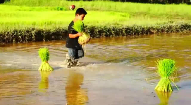 ชาวนาพัทลุงเร่งปักดำต้นข้าว วันพืชมงคล