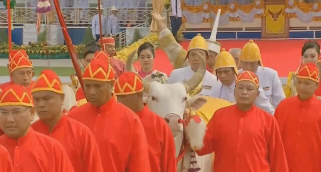 ผลเสี่ยงทาย "พระโค" กิน "ข้าว น้ำ และหญ้า"