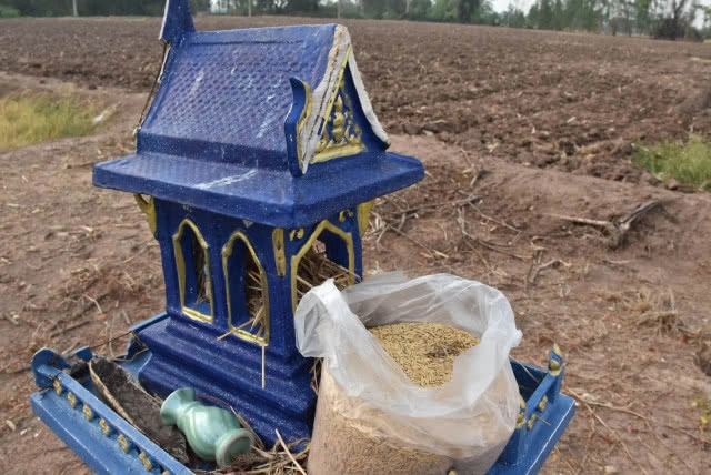 ชาวนา ขอขมา"พระแม่โพสพ พระแม่ธรณี" วันพืชมงคล