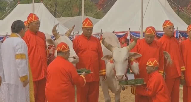 ผลเสี่ยงทาย "พระโค" กิน "ข้าว น้ำ และหญ้า"