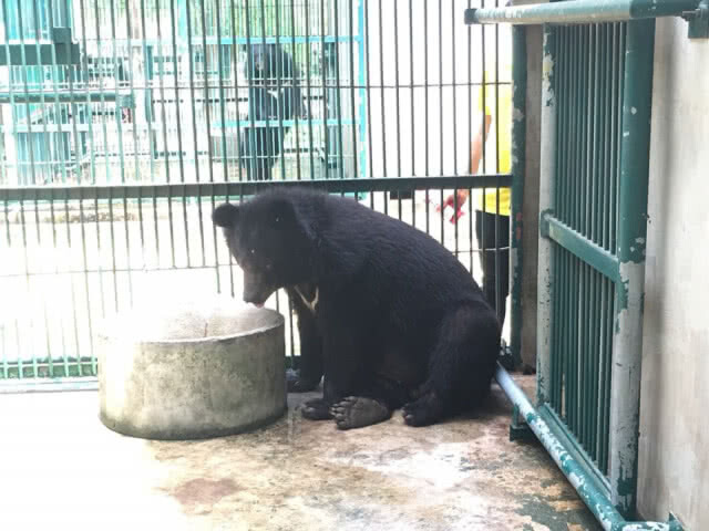 หมีควายแก่งหางแมว ปรับตัวได้ดีขึ้น หลังอยู่ในการดูแลของสถานีเพาะเลี้ยงสัตว์ป่าบางละมุง