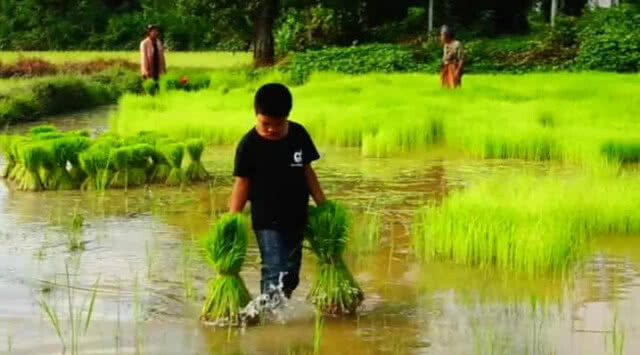 ชาวนาพัทลุงเร่งปักดำต้นข้าว วันพืชมงคล