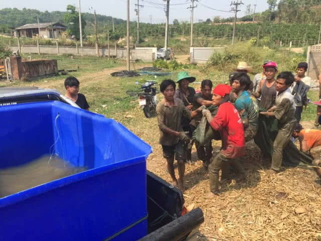 เชียงใหม่ ซู อควาเรียม ต้อนรับ "ปลาช่อนยักษ์อเมซอน"
