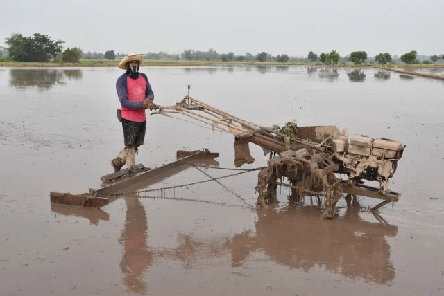 ชาวนา ขอขมา"พระแม่โพสพ พระแม่ธรณี" วันพืชมงคล