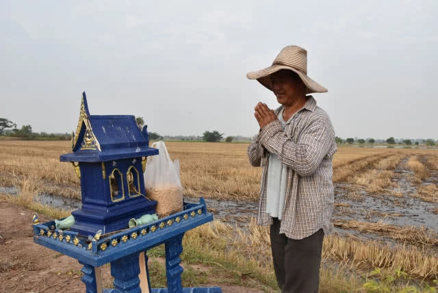 ชาวนา ขอขมา"พระแม่โพสพ พระแม่ธรณี" วันพืชมงคล
