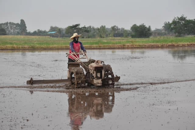 ชาวนา ขอขมา"พระแม่โพสพ พระแม่ธรณี" วันพืชมงคล