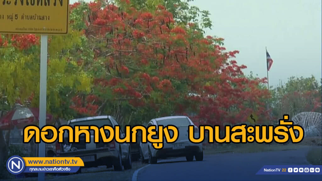 ดอกหางนกยูง บานสะพรั่งริมกว๊านพะเยา ดอกหางนกยูง บานสะพรั่งริมกว๊านพะเยา