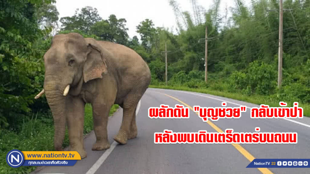 ผลักดัน "บุญช่วย" กลับเข้าป่า หลังพบเดินเตร็ดเตร่บนถนน ผลักดัน "บุญช่วย" กลับเข้าป่า หลังพบเดินเตร็ดเตร่บนถนน