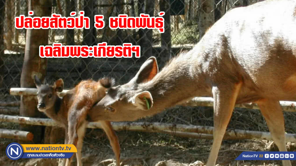"อุทยานแห่งชาติน้ำหนาว" ปล่อยสัตว์ป่า 5 ชนิดพันธุ์ เฉลิมพระเกียรติฯ "อุทยานแห่งชาติน้ำหนาว" ปล่อยสัตว์ป่า 5 ชนิดพันธุ์ เฉลิมพระเกียรติฯ