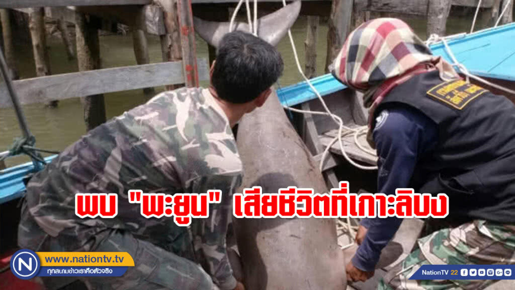 พบ "พะยูน" เสียชีวิตที่เกาะลิบง คาดเกิดจากการต่อสู้เพื่อผสมพันธุ์