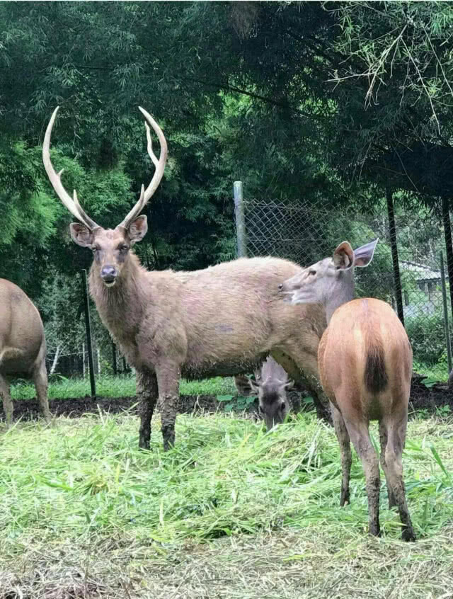 "อุทยานแห่งชาติน้ำหนาว" ปล่อยสัตว์ป่า 5 ชนิดพันธุ์ เฉลิมพระเกียรติฯ
