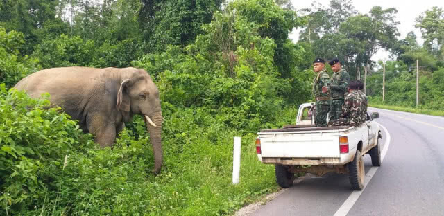 ผลักดัน "บุญช่วย" กลับเข้าป่า หลังพบเดินเตร็ดเตร่บนถนน
