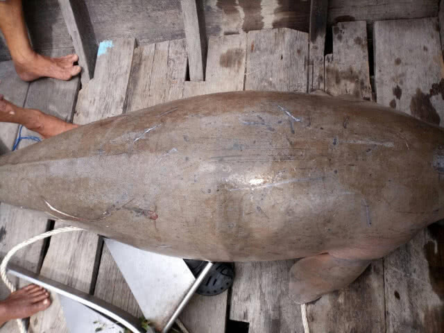พบ "พะยูน" เสียชีวิตที่เกาะลิบง คาดเกิดจากการต่อสู้เพื่อผสมพันธุ์