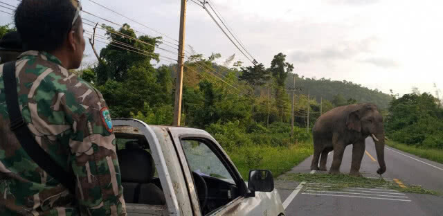 ผลักดัน "บุญช่วย" กลับเข้าป่า หลังพบเดินเตร็ดเตร่บนถนน
