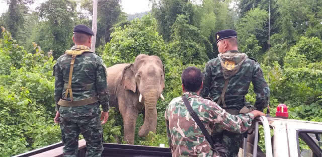 ผลักดัน "บุญช่วย" กลับเข้าป่า หลังพบเดินเตร็ดเตร่บนถนน