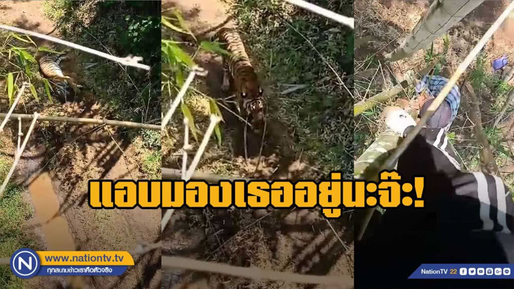 แชร์ว่อน!! สาวเจอ"เสือ" เอาตัวรอด ปีนต้นไม้ให้สูงเข้าไว้