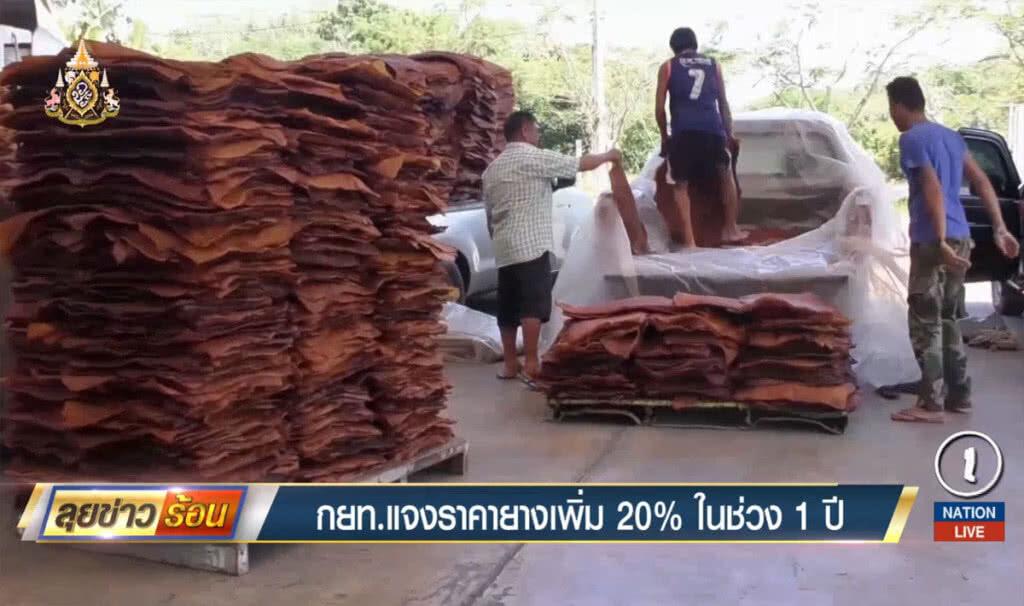 กยท.แจงราคายางเพิ่ม 20% ในช่วง 1 ปี กยท.แจงราคายางเพิ่ม 20% ในช่วง 1 ปี