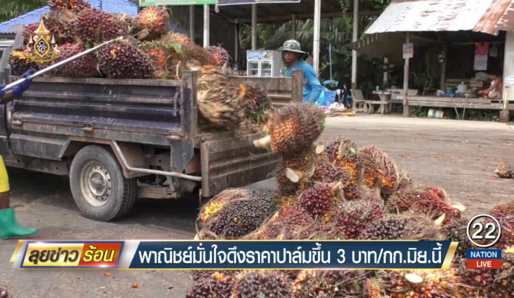 พาณิชย์มั่นใจดึงราคาปาล์มขึ้น 3 บาท/กก. มิ.ย.นี้ พาณิชย์มั่นใจดึงราคาปาล์มขึ้น 3 บาท/กก. มิ.ย.นี้