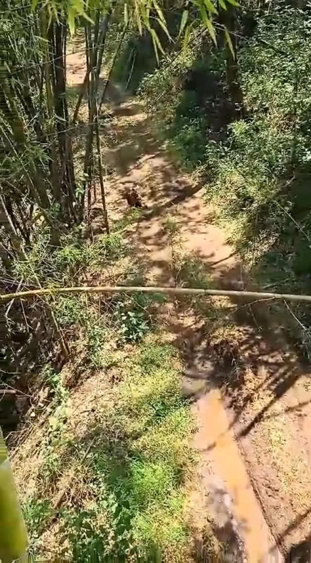 แชร์ว่อน!! สาวเจอ"เสือ" เอาตัวรอด ปีนต้นไม้ให้สูงเข้าไว้