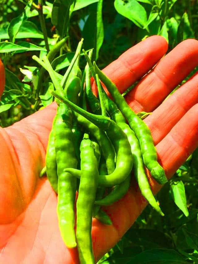 โรงเรือนสีขาว ต้นไม้สีเขียว มุมพักผ่อนชิลล์ๆ ธรรมชาติกับ SP ฟาร์มสเตย์ เพชรบูรณ์