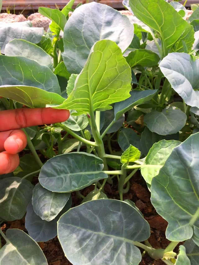 โรงเรือนสีขาว ต้นไม้สีเขียว มุมพักผ่อนชิลล์ๆ ธรรมชาติกับ SP ฟาร์มสเตย์ เพชรบูรณ์