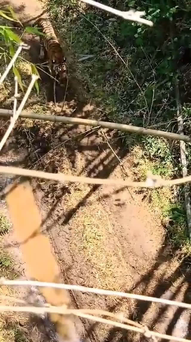 แชร์ว่อน!! สาวเจอ"เสือ" เอาตัวรอด ปีนต้นไม้ให้สูงเข้าไว้