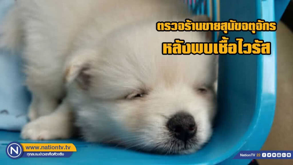 ร้องกรมปศุสัตว์ตรวจร้านขายสุนัขจตุจักร หลังพบเชื้อไวรัส ร้องกรมปศุสัตว์ตรวจร้านขายสุนัขจตุจักร หลังพบเชื้อไวรัส