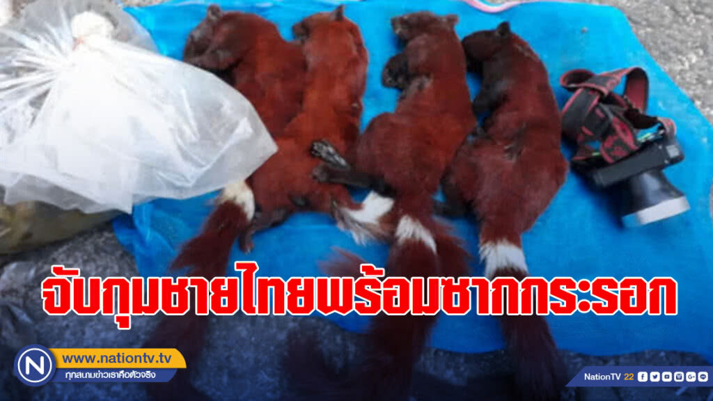 จนท.ภูจองนายอย จับกุมชายไทยพร้อมซากกระรอกหลากสี 4 ซาก และปูขนอีกกว่า 100 ตัว