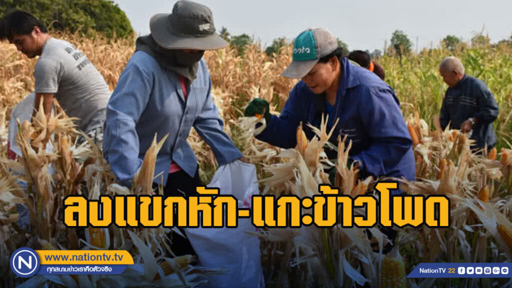 สนุกสนาน จัดแข่งขันลงแขกหัก-แกะข้าวโพด