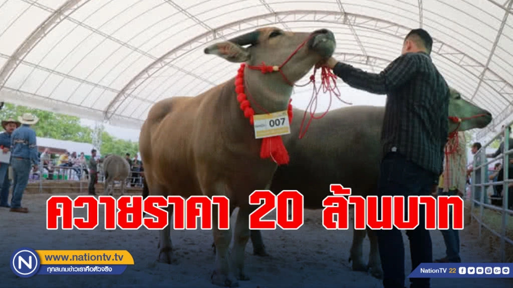 ฮือฮา!! ควาย1.3ตัน 20 ล้านบาท โชว์ตัวงานมหกรรมควายยักษ์