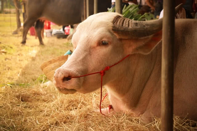 ฮือฮา!! ควาย1.3ตัน 20 ล้านบาท โชว์ตัวงานมหกรรมควายยักษ์