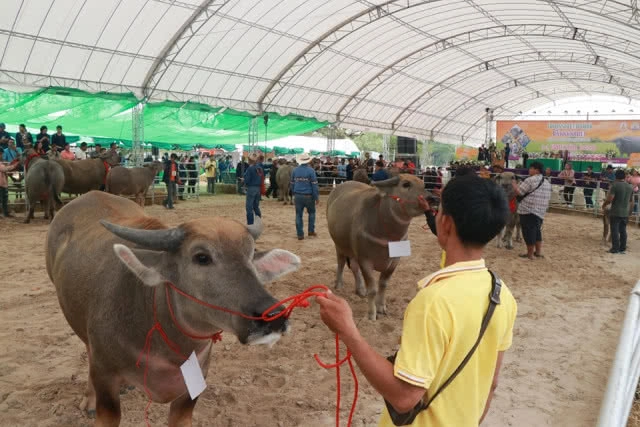 ฮือฮา!! ควาย1.3ตัน 20 ล้านบาท โชว์ตัวงานมหกรรมควายยักษ์