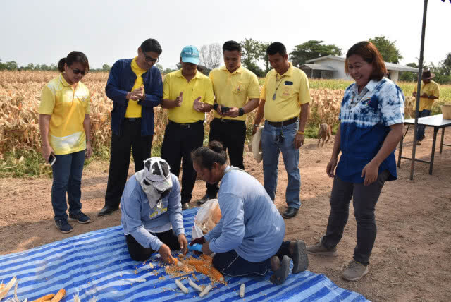 สนุกสนาน จัดแข่งขันลงแขกหัก-แกะข้าวโพด
