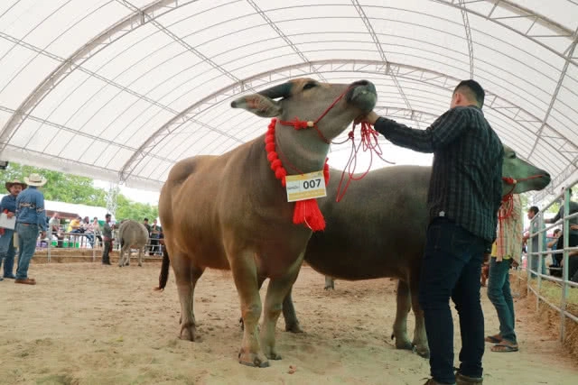 ฮือฮา!! ควาย1.3ตัน 20 ล้านบาท โชว์ตัวงานมหกรรมควายยักษ์