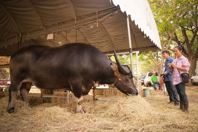 ฮือฮา!! ควาย1.3ตัน 20 ล้านบาท โชว์ตัวงานมหกรรมควายยักษ์