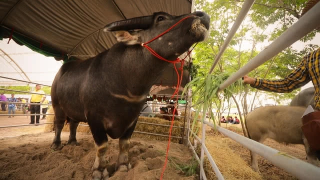 ฮือฮา!! ควาย1.3ตัน 20 ล้านบาท โชว์ตัวงานมหกรรมควายยักษ์
