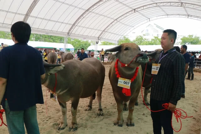 ฮือฮา!! ควาย1.3ตัน 20 ล้านบาท โชว์ตัวงานมหกรรมควายยักษ์