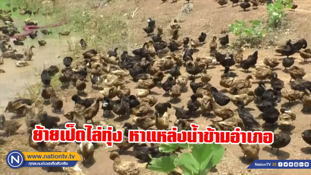 แล้งจัด! ย้ายเป็ดไล่ทุ่งหาแหล่งน้ำข้ามอำเภอ แล้งจัด! ย้ายเป็ดไล่ทุ่งหาแหล่งน้ำข้ามอำเภอ
