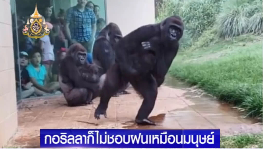 เผยคลิปครอบครัว "กอริลล่า" วิ่งหลบฝนไม่ต่างจากคน เผยคลิปครอบครัว "กอริลล่า" วิ่งหลบฝนไม่ต่างจากคน