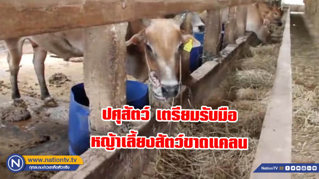 ปศุสัตว์ เตรียมรับมือหญ้าเลี้ยงสัตว์ขาดแคลน ปศุสัตว์ เตรียมรับมือหญ้าเลี้ยงสัตว์ขาดแคลน