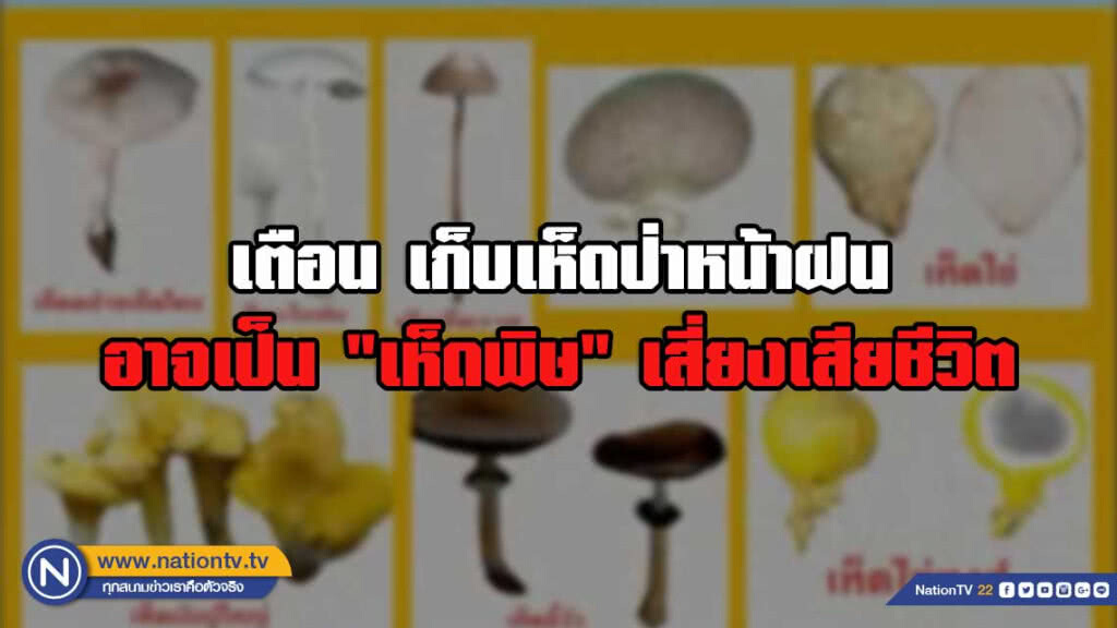 กรมควบคุมโรค เตือน เก็บเห็ดป่าหน้าฝน ปรุงอาหาร อาจเป็น "เห็ดพิษ" เสี่ยงเสียชีวิต