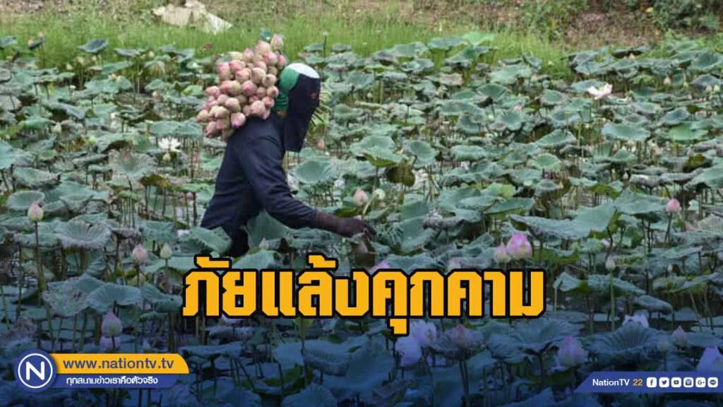 ภัยแล้งคุกคามนาบัวแห้งดอกเล็ก ภัยแล้งคุกคามนาบัวแห้งดอกเล็ก