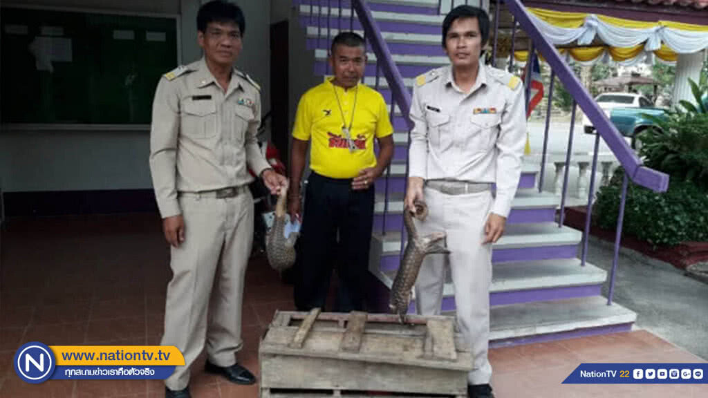 สถานีเพาะเลี้ยงสัตว์ป่าโตนงาช้าง รับมอบสัตว์ป่าคุ้มครองมาดูแล 21 ตัว